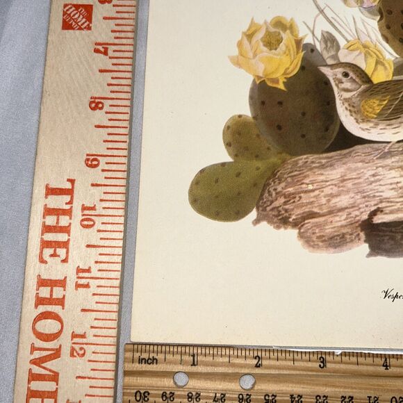 Vesper Sparrow Print Roger Tory Peterson Lithograph Audubon Birds of America - Picture 3 of 10